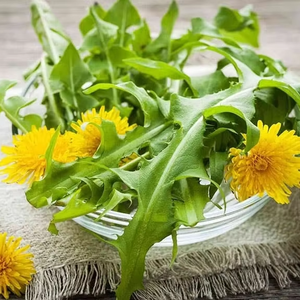 Batang dandelion grosir Ekspor batang dandelion Vietnam Batang dandelion untuk teh detoks Kualitas Ekspor ANGLE