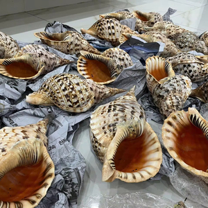 Concha marina de alta calidad, conchas oceánicas únicas, fuente de Vietnam para accesorios creativos para el hogar, concha marina, decoración de vida costera elegante - Product Image 1