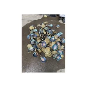 Pièces de coquille d'ormeau arc-en-ciel naturel pour bijoux d'art en mosaïque incrustation de coquille artisanat bricolage fabricant direct en gros - Product Image 1