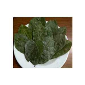 Hojas de Guanábana / Graviola Secas de Alta Calidad de Vietnam, Procesamiento Crudo, Té Adelgazante Especializado, Empaquetado en Bolsas al por Mayor - Product Image 1