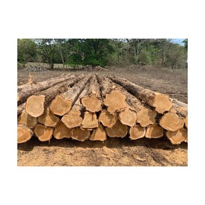 Madera de calidad de pino, abeto, Fresno, madera blanca de álamo, roble, abedul, haya. Eucalipto en venta - Product Image 4