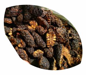 Fruits Noni séchés de qualité supérieure (Morinda Citrifolia) du Vietnam-Tranches d'herbes naturelles sèches de fruits Noni, prêtes pour l'exportation - Product Image 5