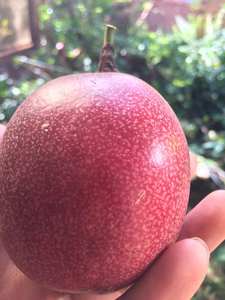 Vente en gros de fruits de la passion Bon service Emballage personnalisé frais et juteux - Product Image 5