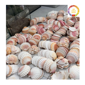 Vente en gros de coquillages bruts de pétoncles du Vietnam pour la décoration de mariage côtier Aquarium bijoux et artisanat d'intérieur à la maison - Product Image 3