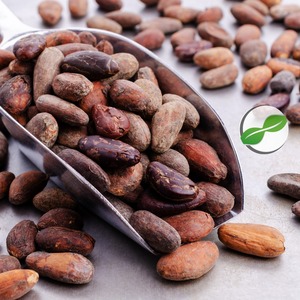 Granos de cacao procesados naturalmente para la fabricación de granos de chocolate Premium - Product Image 4