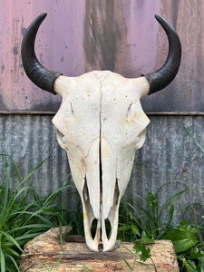 Art Deco Style Faux Ox <b>Skull</b> Resin Animal Painting with Tribal Carving and Horns Bone Look Features by tradebit - Product Image 5