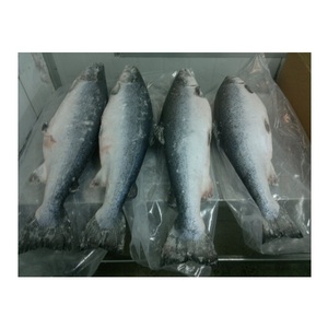 Salmón del Atlántico Fresco/Congelado de Primera Calidad en Venta al Precio Mayorista Más Bajo - Product Image 3