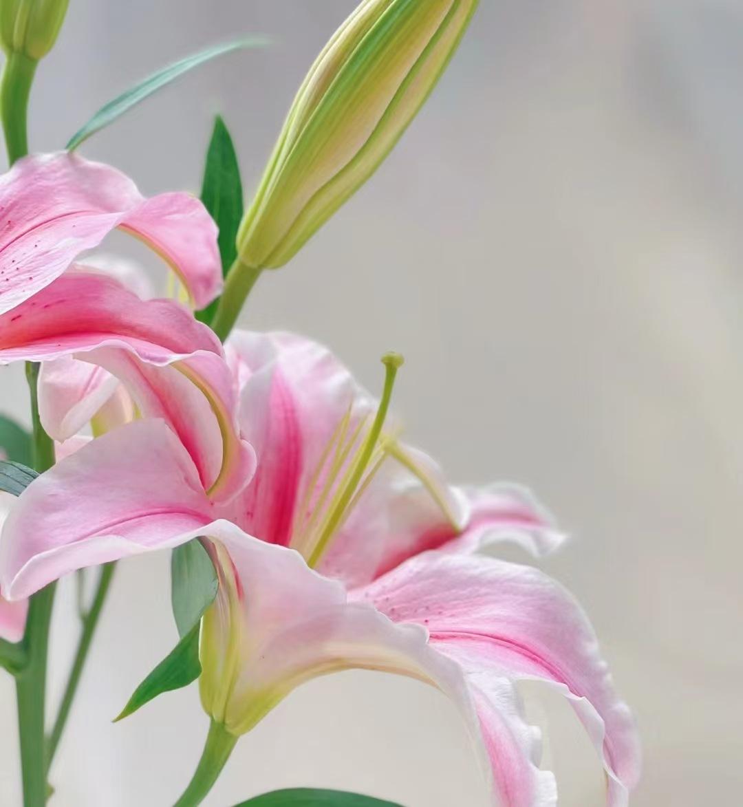 พิงค์ลิลลี่ซิงเกิลบลูม