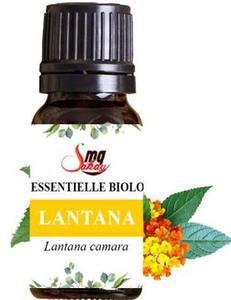 Huile essentielle de Lantana 100% pure naturelle, distillée à la vapeur, anti-inflammatoire, antibactérienne, ingrédient cosmétique d'aromathérapie - Product Image 4
