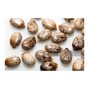 Semillas de ricino marrón natural a la venta precio bajo - Product Image 2