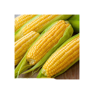 Maíz amarillo seco para alimentación animal al por mayor a buen precio - Product Image 2