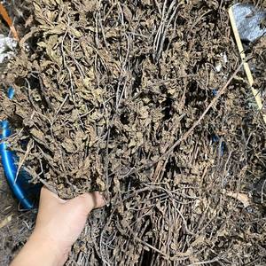 Feuille d'herbe séchée biologique gelée d'herbe noire feuilles bâtons et tiges pour ingrédient de dessert sain - Product Image 2