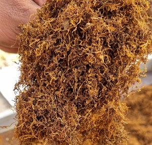 Cuộn của riêng bạn cán các loại thảo mộc cắt Rag thảo dược cán hương vị tự nhiên cán các loại thảo mộc cuộn của riêng bạn giá tốt nhất Ấn Độ Nhà cung cấp - Product Image 3