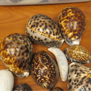 เปลือกหอยเสือเคลือบเงาธรรมชาติสำหรับตกแต่งโต๊ะแต่งงานและจัดแสดงรีสอร์ทเขตร้อนจากเวียดนาม - Product Image 1