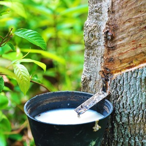 CAUCHO DE LÁTEX DE ALTA CALIDAD/PROCESADO POR EXPERTOS/VALOR ASEQUIBLE/HECHO EN VIETNAM - Product Image 5