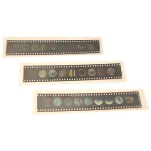 Microscope <b>Slides</b> Monocots & Dicots - Product Image 1