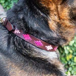 Divine International Collar de perro de cuero personalizado Estilo Polo Diseño clásico duradero y lujoso en varios tamaños y colores - Product Image 1