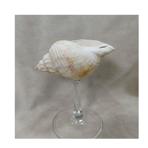 Verre à vin coquille turbo coquillage en verre gobelet Burgess unique pour les événements de plage et les boissons d'exportation - Product Image 4