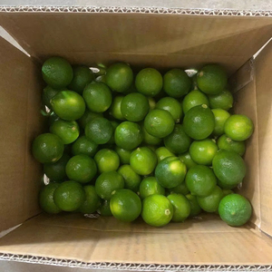 มะนาวไร้เมล็ดสด ผลไม้ส้ม สีเขียว น้ำผลไม้เข้มข้น อายุการเก็บรักษา 60-90 วัน ส่งออกจากเวียดนาม ขายส่งจำนวนมาก - Product Image 5