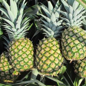 Ananas vert frais juteux de qualité supérieure 100% naturel Ananas vietnamien MD2 du Vietnam - Product Image 2