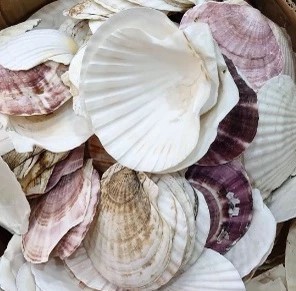 Fournisseur en gros de coquilles de coquillages naturelles et de coquilles de diamant en provenance du Vietnam pour la décoration et l'artisanat - Product Image 4