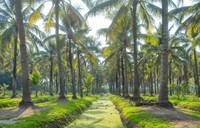 Wild kokospoeder kruidenextract plantaardig kokosingrediënt functioneel voedingsmiddel drank groothandel OEM leverancier Thailand