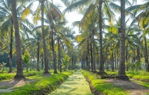 Wild Coconut Powder Herbal Extract <b>Plant</b>-Based Coconut Ingredient <b>for</b> Functional Food Beverage Wholesale OEM Supplier Thailand - Product Image 6
