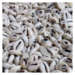 Décor de coquillage tacheté, coquillage artisanal pour le style océanique, artisanat de coquillage doré écologique pour des cadeaux durables - Product Image 1