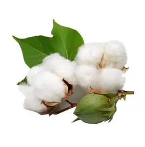 Wholesale Buy Cotton Exporter 100% Pure Organic Cotton Buy From Trusted International Exporter