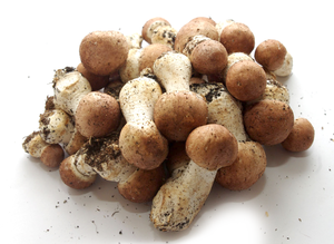 Venta al por mayor de setas secas Agaricus Blazei recogidas a mano con ángulo de alta calidad - Product Image 4