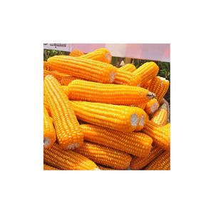 Graines de maïs jaune glutineux en gros, 100 % naturelles, de haute qualité, riches en protéines, séchées pour l'alimentation des volailles et des animaux - Product Image 2