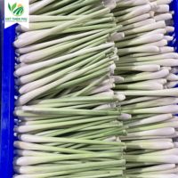 Citronnelle congelée de qualité supérieure meilleur pack de variétés d'épices santé-frites frites fraîches séchées haricots pois oignons graines de pommes de terre
