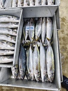 Pesce Scad Muroaji IQF Congelato Biologico Naturale per Esche Marine - Marca HUANGDA, Cartone da 10kg, Giallo - Product Image 5