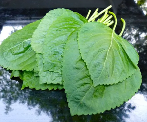Hoja de perilla fresca de primera calidad para exportar - Product Image 5