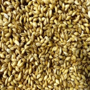 Semillas de Cebada Orgánica Tailandesa de Alta Calidad, Cebada Perlada, Malta AD Seca, 2 Años de Vida Útil, para Alimentación Animal, Descascarillada, Venta al Por Mayor - Product Image 1