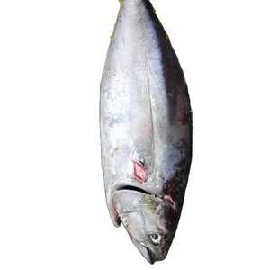 פרימיום קפוא yellowfin טונה עם מחיר תחרותי/bluk קפוא yellowfin <span class=keywords><strong>albacore</strong></span> טונה דגי סלילי ארוחה
