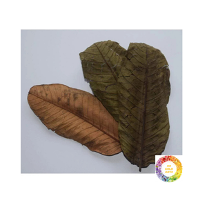 Thé aux feuilles de goyave Mélange de plantes de qualité supérieure Emballage en gros personnalisé Feuille de goyave séchée de haute qualité pour le plaisir quotidien du thé - Product Image 5