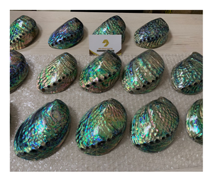 Exportación de concha de abulón de lujo de Vietnam: concha de abulón natural cruda para decoración y joyería, calidad y belleza inigualables con buena oferta - Product Image 1