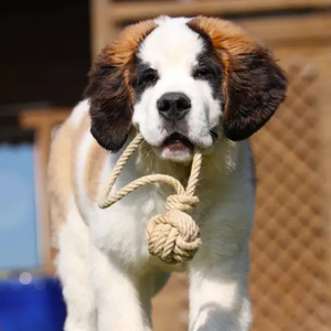 100% Natural, Durable <b>Dog</b> Chew Toy / Hemp <b>Rope</b> <b>Ball</b> Toy for <b>Dogs</b> / Hemp <b>Rope</b> <b>Ball</b> <b>on</b> Loop From Vietnam - Product Image 1