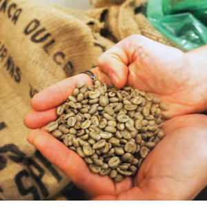 Grains de café Arabica indiens verts non torréfiés, spécialité de qualité supérieure, entièrement matures, emballage OEM, exportateur en gros - Product Image 2
