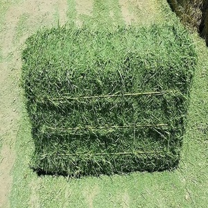 หญ้าอัลฟัลฟ่าเกรดสำหรับม้า โค กระบือ บรรจุถุง 25 กก. อายุการเก็บรักษา 12 เดือน หญ้าอัลฟัลฟ่าราคาประหยัดเพื่อโภชนาการสัตว์ - Product Image 6