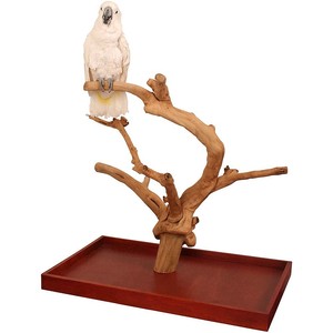 Hot Sale Customized Wood Animal Bird <b>Stand</b> 100% Natural Single <b>Stand</b> with Unfinished <b>Coffee</b> Tree Branch or Other Tree Branches - Product Image 4
