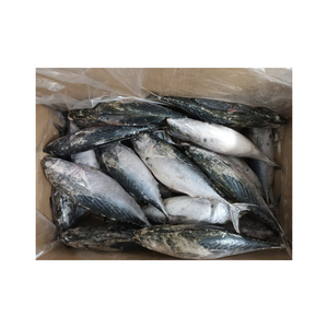 Premium Frozen Fragata y atún bala suministro a granel exportador de confianza - Product Image 2