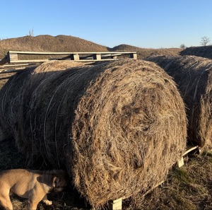 Foin d'alfalfa naturel de qualité supérieure pour chevaux et bovins, prix compétitif, emballage de 25 kg/sac pour les importateurs mondiaux - Product Image 3