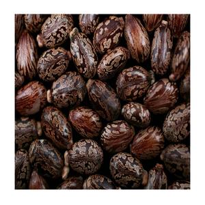 Graines de ricin au meilleur prix - Product Image 3