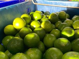 New Crop Fresh Seedless Lime Vietnam VIOT Marca Alta calidad 6cm - Product Image 5