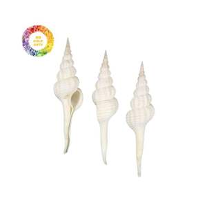 CONCHA DE CONCHA PULIDA FORMA ESPECIAL RECOGIDA DE 99 DATOS DE ORO VIETNAM - Product Image 5