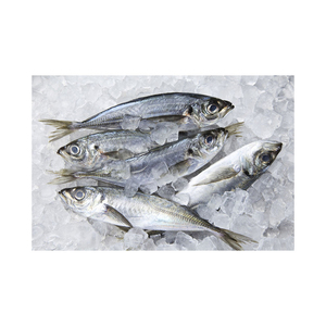 whole mackerel fresh frozen seafood wholesale bulk <b>ocean</b> catch high quality export grade premium supplier - Product Image 2
