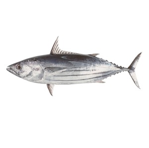Pescado Premium, Atún Skipjack Entero Congelado - Product Image 1