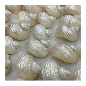 Coquillages en vrac Turbo Burgess (4-6cm) -Naturels et élégants pour les projets de bricolage et la décoration intérieure - Product Image 1